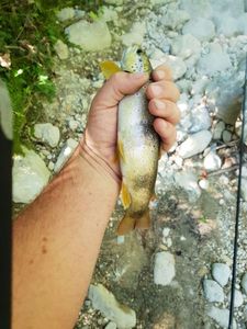 Brown Trout