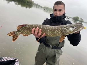 Northern Pike