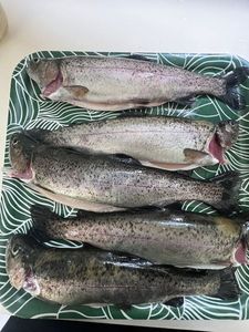 Rainbow Trout