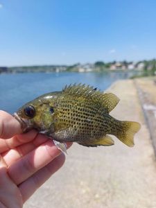 Rock Bass