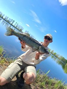 Zander