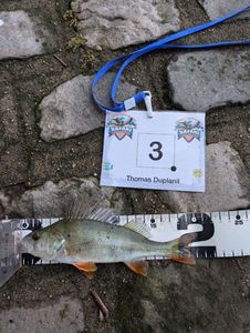 European Perch