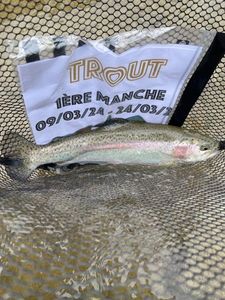 Rainbow Trout