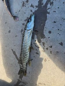Northern Pike