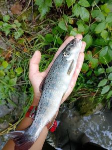 Brown Trout