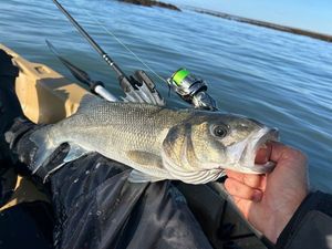 European Bass (Seabass)