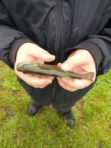 Largemouth Bass