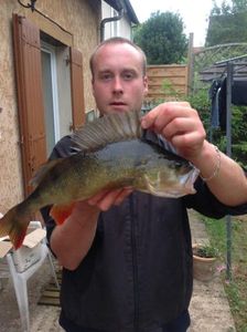 European Perch
