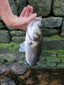 Blackfin Seabass