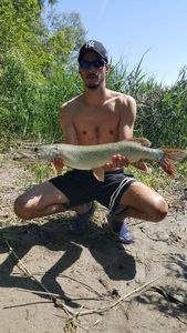 Northern Pike