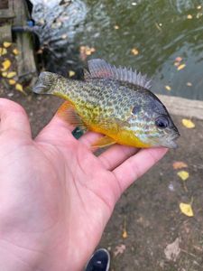 Green Sunfish