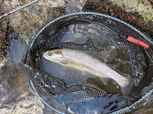 Rainbow Trout