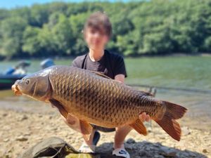 Common Carp