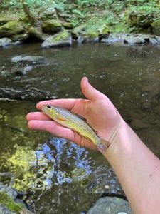 Brown Trout