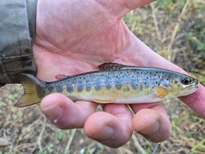 Brown Trout