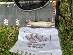 Rainbow Trout