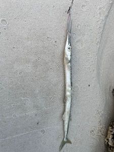 Garfish