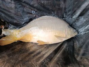 Mirror Carp