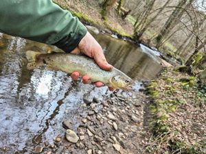 Brown Trout