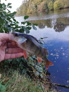 European Perch