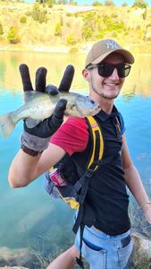 Largemouth Bass