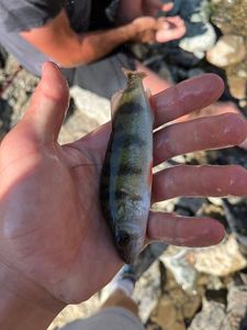European Perch