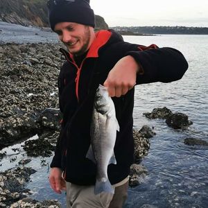 European Bass (Seabass)