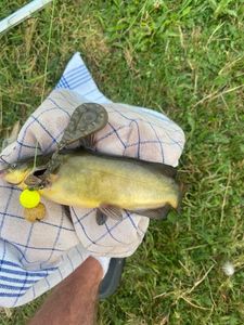 Black Bullhead