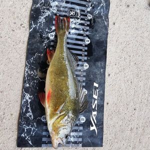 European Perch