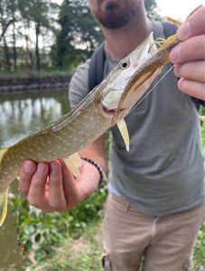 Northern Pike