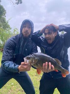 European Perch