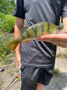 Yellow Perch