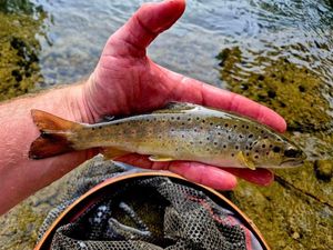 Brown Trout