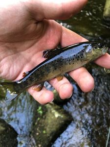 Brown Trout