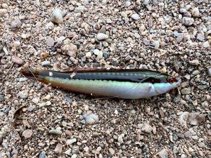 Mediterranean Rainbow Wrasse
