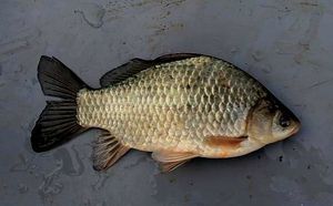 Crucian Carp