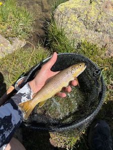 Brown Trout