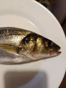 European Bass (Seabass)
