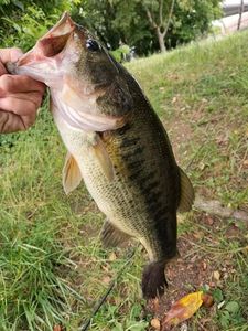 Largemouth Bass