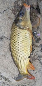 Common Carp