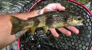 Brown Trout