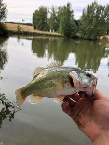 Largemouth Bass