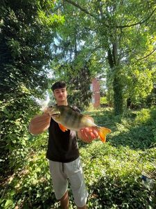 European Perch