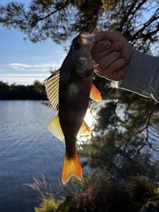 European Perch