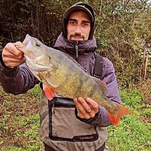 European Perch
