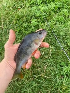 European Perch