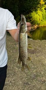 Northern Pike