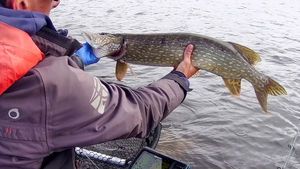 Northern Pike