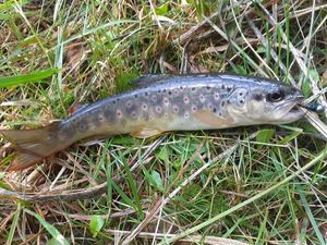 Brown Trout