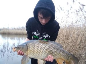 Common Carp